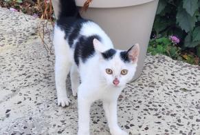 Discovery alert Cat Unknown Montillières-sur-Orne France