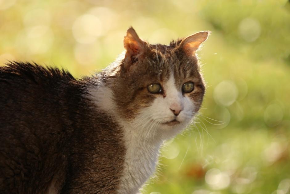 Disappearance alert Cat  Male , 18 years Dolus-d'Oléron France