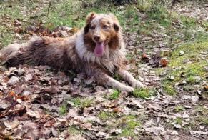 Disappearance alert Dog  Female , 4 years Castellane France