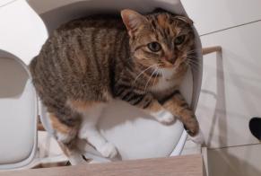 Disappearance alert Cat  Female , 2 years Saint-Georges-des-Coteaux France