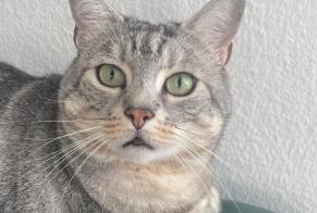 Disappearance alert Cat Male , 5 years Ecublens Switzerland