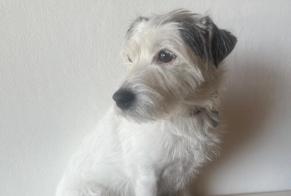 Disappearance alert Dog  Female , 9 years Collonges-sous-Salève France