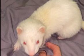 Disappearance alert Other FURET Female Ville-la-Grand France