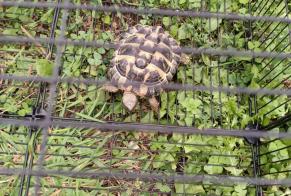 Discovery alert Tortoise Unknown Martigné-sur-Mayenne France