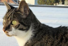 Disappearance alert Cat  Male , 4 years Braine-le-Comte Belgium