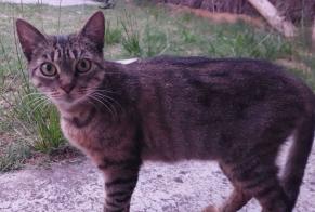 Discovery alert Cat Female Mimizan France