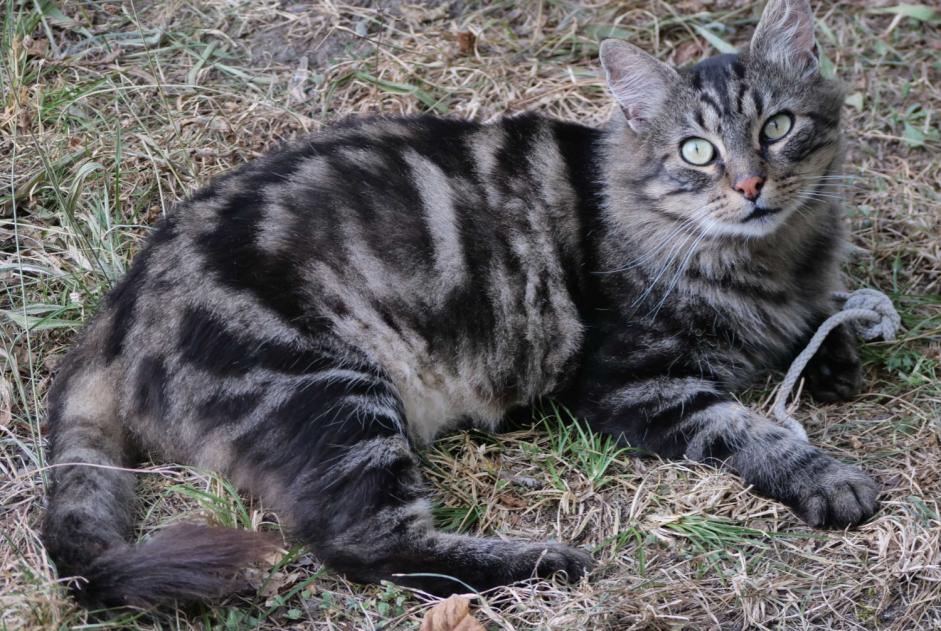 Discovery alert Cat miscegenation Female Gigors-et-Lozeron France