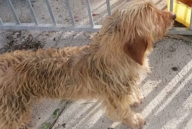 Discovery alert Dog  Female Saint-Sauveur-Villages France