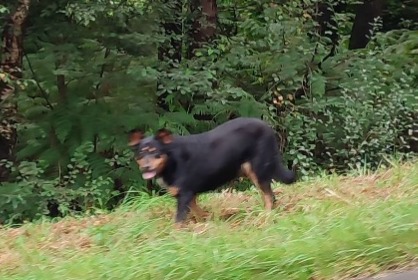 Discovery alert Dog Unknown Plouaret France