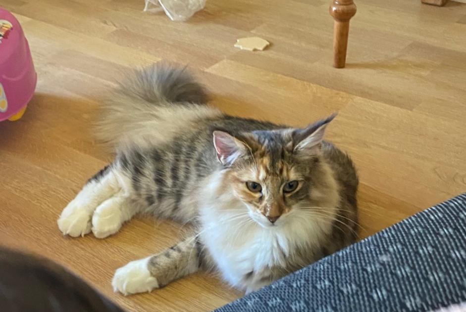 Disappearance alert Cat  Female , 1 years Epalinges Switzerland