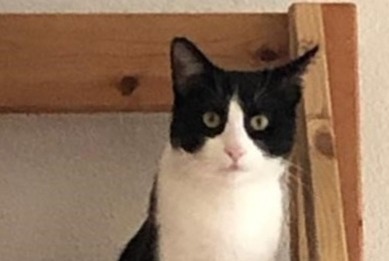 Disappearance alert Cat miscegenation Male , 5 years Préverenges Switzerland