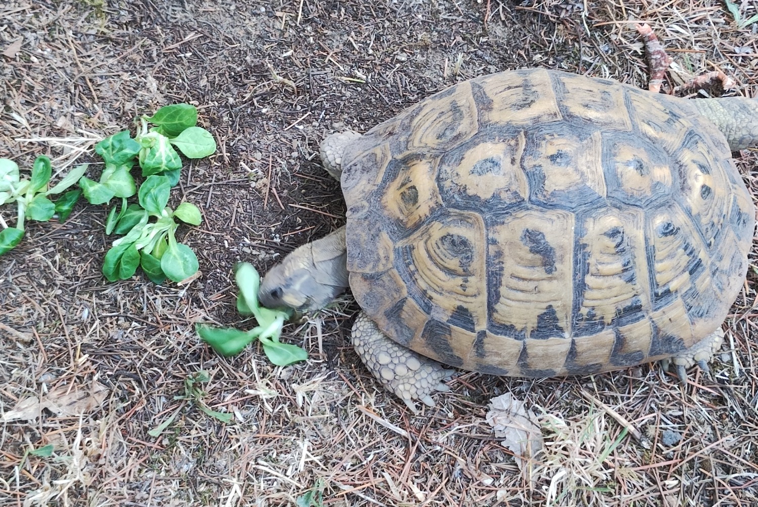 Disappearance alert Tortoise Female , 2024 years Parignargues France