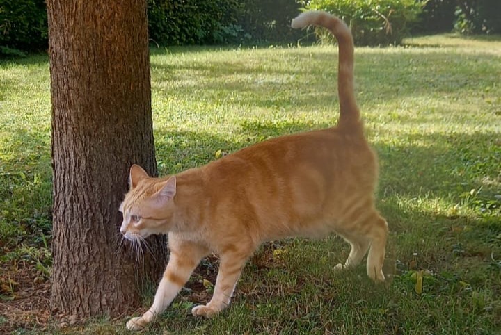 Disappearance alert Cat  Male , 8 years Nyon Switzerland