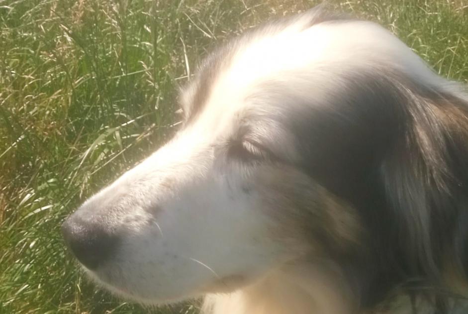 Disappearance alert Dog miscegenation Female , 12 years Bourdeilles France