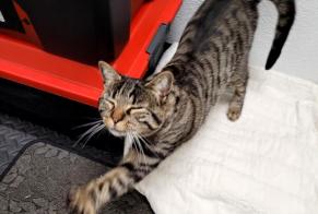 Discovery alert Cat Female , Between 9 and 12 months La Chaux-de-Fonds Switzerland