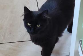 Disappearance alert Cat  Male , 4 years Écaussinnes Belgium