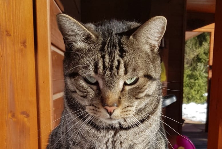 Disappearance alert Cat Male , 7 years Crans-Montana Switzerland