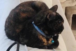 Disappearance alert Cat Female , 10 years Mons Belgium