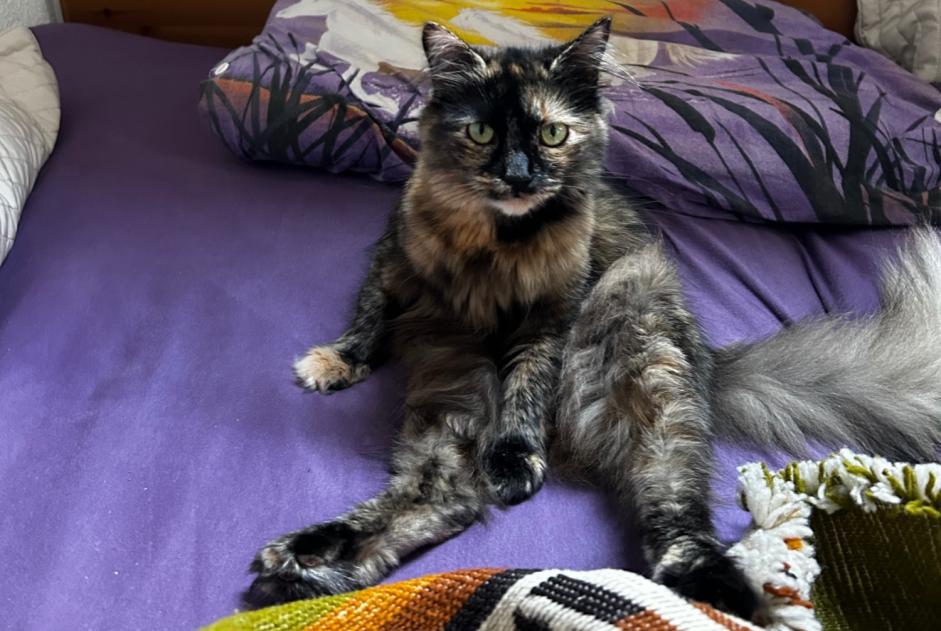 Disappearance alert Cat Female , 3 years Val-de-Ruz Switzerland