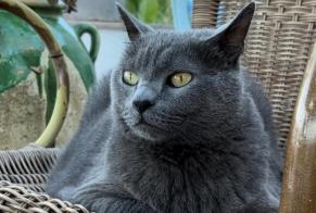 Disappearance alert Cat  Male , 9 years Jávea Spain