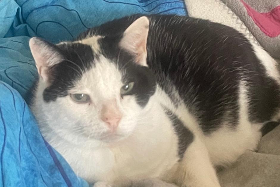 Disappearance alert Cat miscegenation Male , 12 years Neuchâtel Switzerland