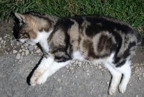 Discovery alert Cat miscegenation Unknown Baulmes Switzerland