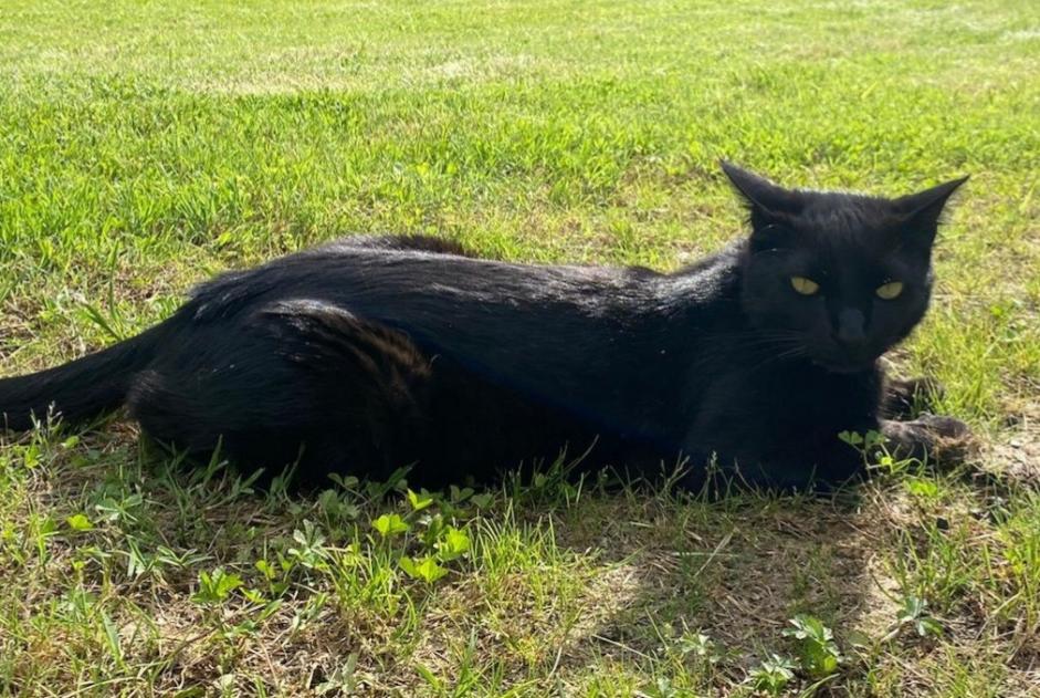 Disappearance alert Cat  Male , 3 years Montesquiou France