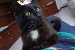 Disappearance alert Cat Male , 5 years Racconigi Italy