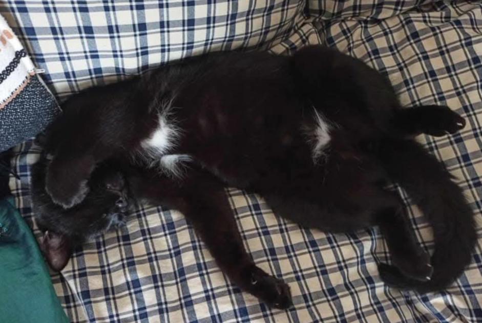 Disappearance alert Cat Male , 5 years Racconigi Italy