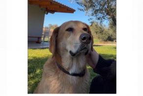 Discovery alert Dog miscegenation Male , 4 years Palombara Sabina Italy