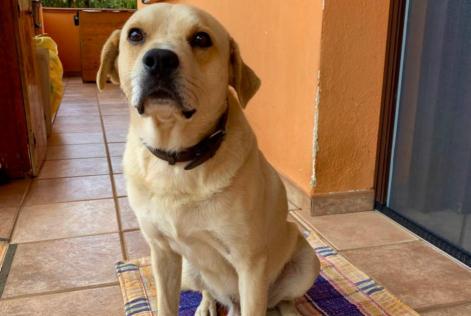 Disappearance alert Dog Male , 8 years Aprilia Italy