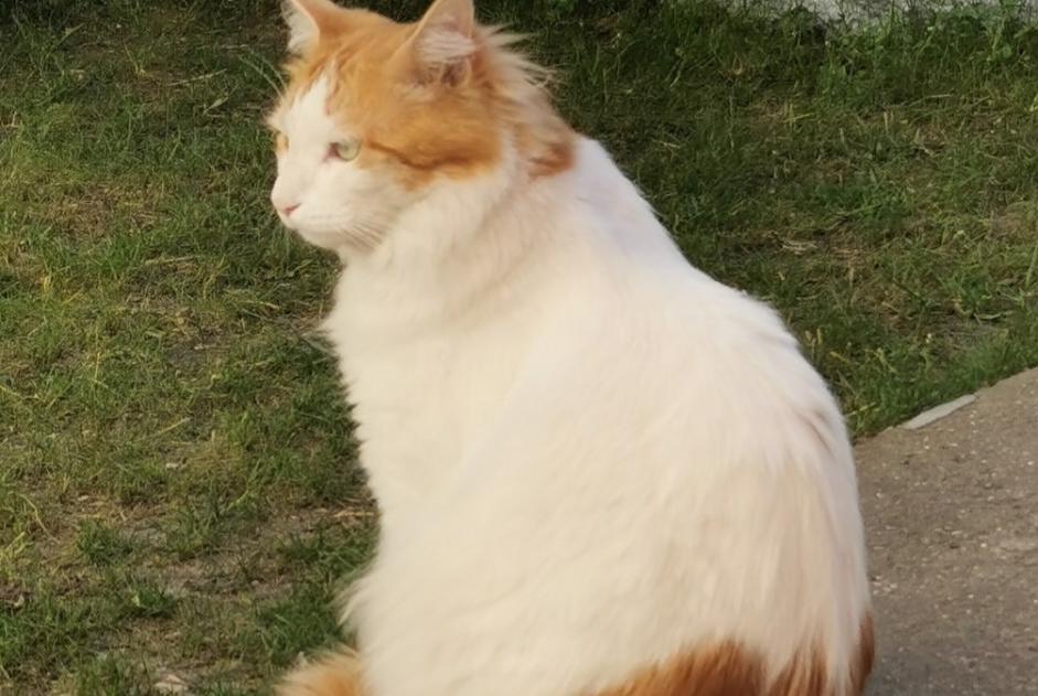 Alerta de Desaparición Gato cruce Macho , 5 años Chaville Francia