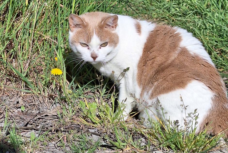 Alerta de Desaparición Gato Hembra , 10 años La Muda, Belluno Italia