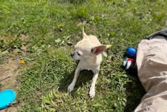 Alerta de Desaparición Perro  Macho , 5 años Créteil Francia