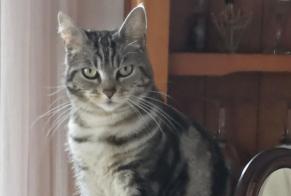 Alerta de Desaparición Gato  Hembra , 2 años Orthez Francia