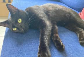Alerta de Desaparición Gato Macho , 1 años La Brillaz Suiza