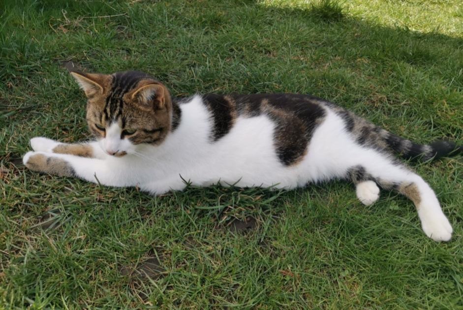 Alerta de Desaparición Gato Macho , 4 años La Rippe Suiza