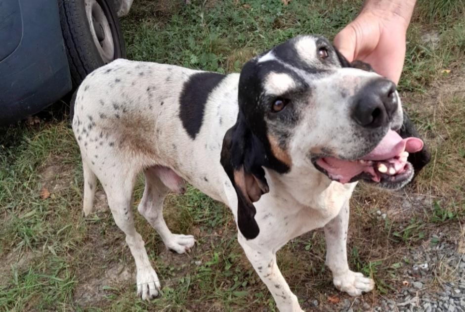 Alerta de Hallazgo Perro  Macho Bellegarde-Marsal Francia