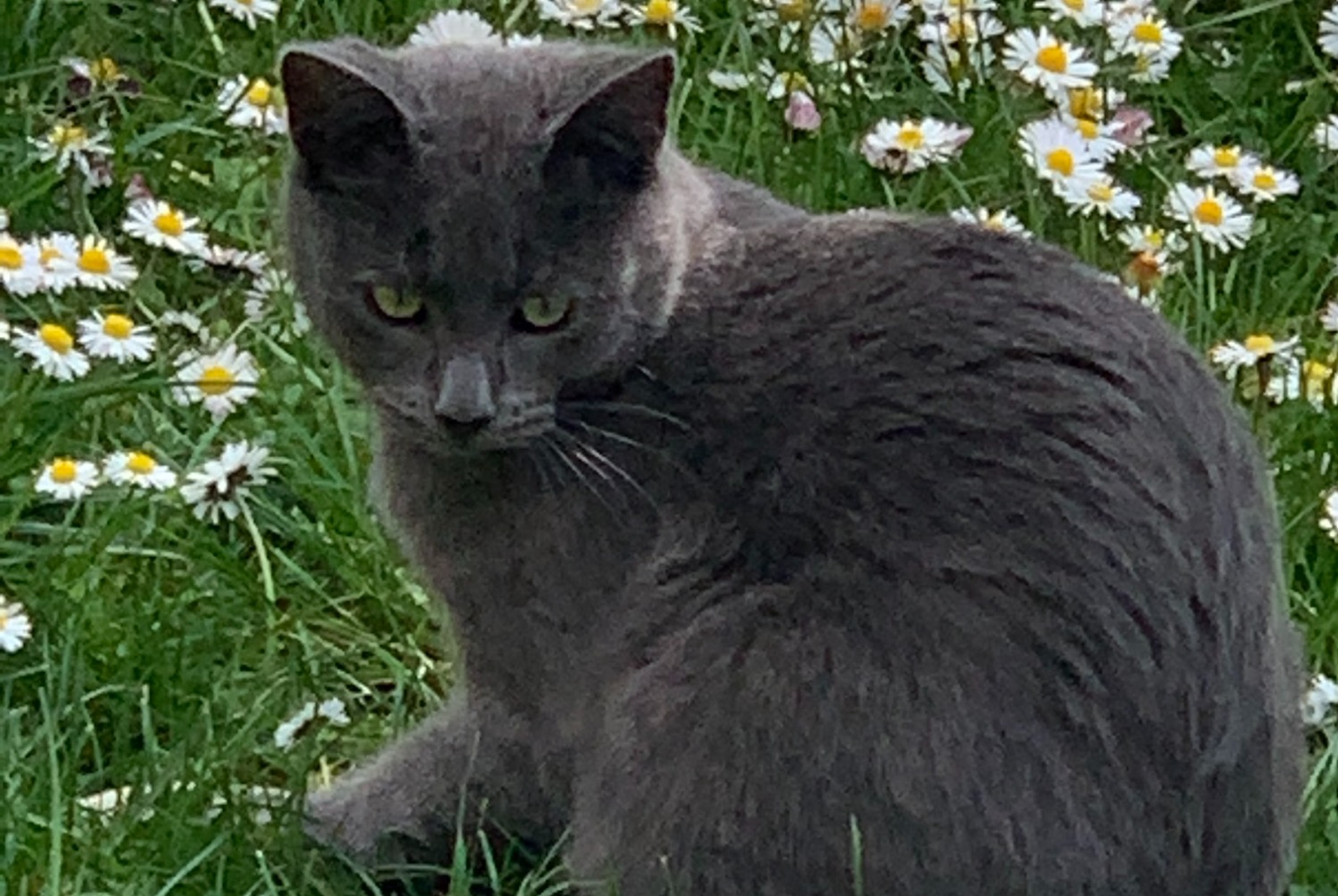 Alerta de Desaparición Gato  Macho , 3 años Le Perrier Francia