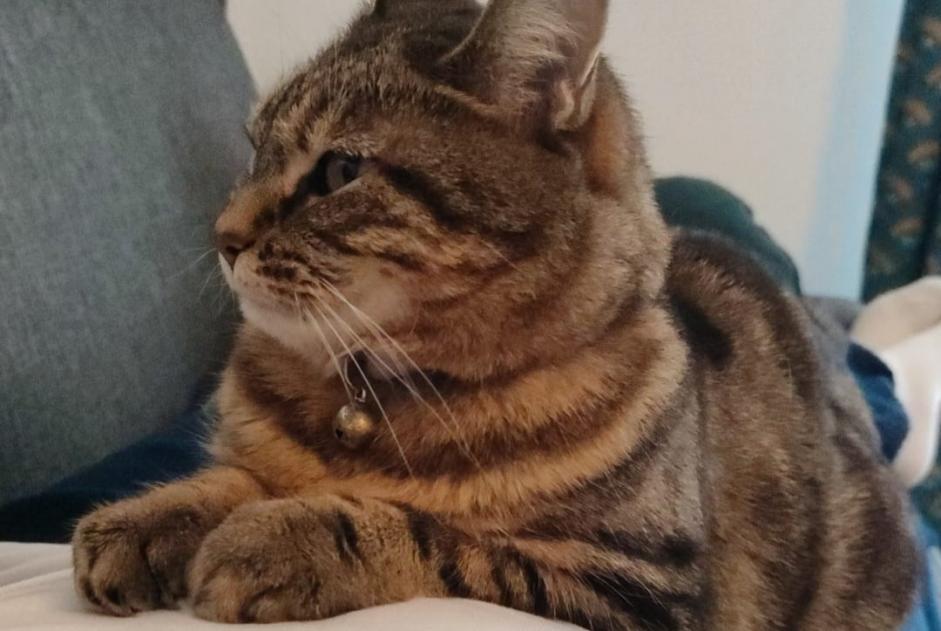 Alerta de Desaparición Gato Hembra , 6 años Le Plessis-Trévise Francia