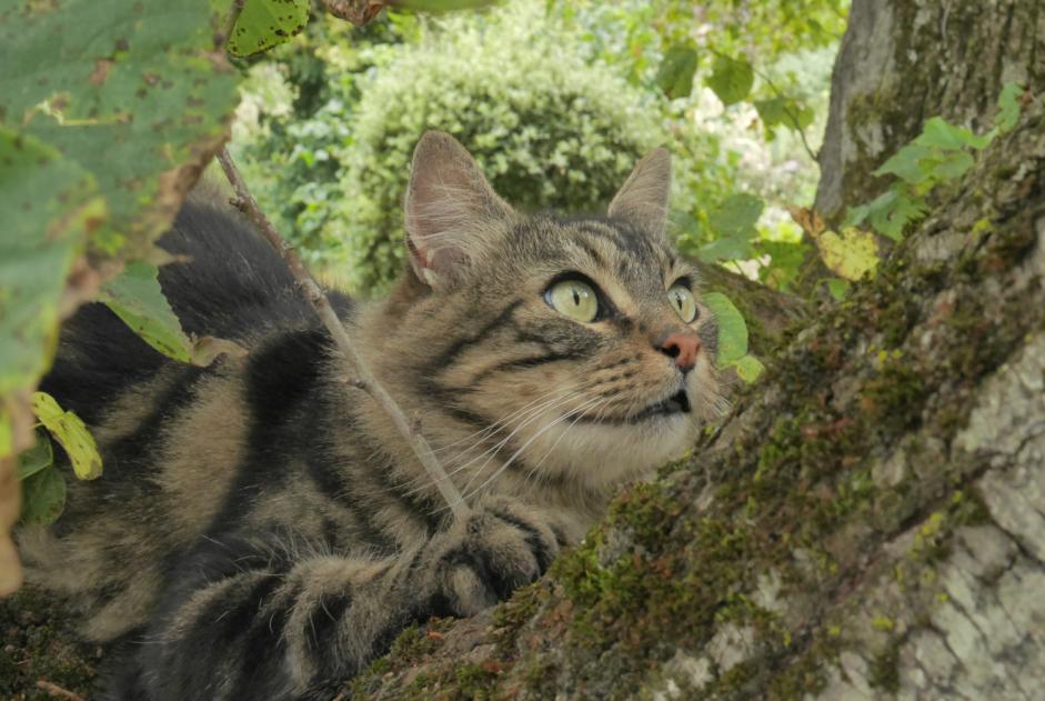 Alerta de Hallazgo Gato cruce Hembra Gigors-et-Lozeron Francia