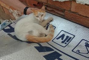 Alerta de Desaparición Gato Hembra , 3 años Murcia España