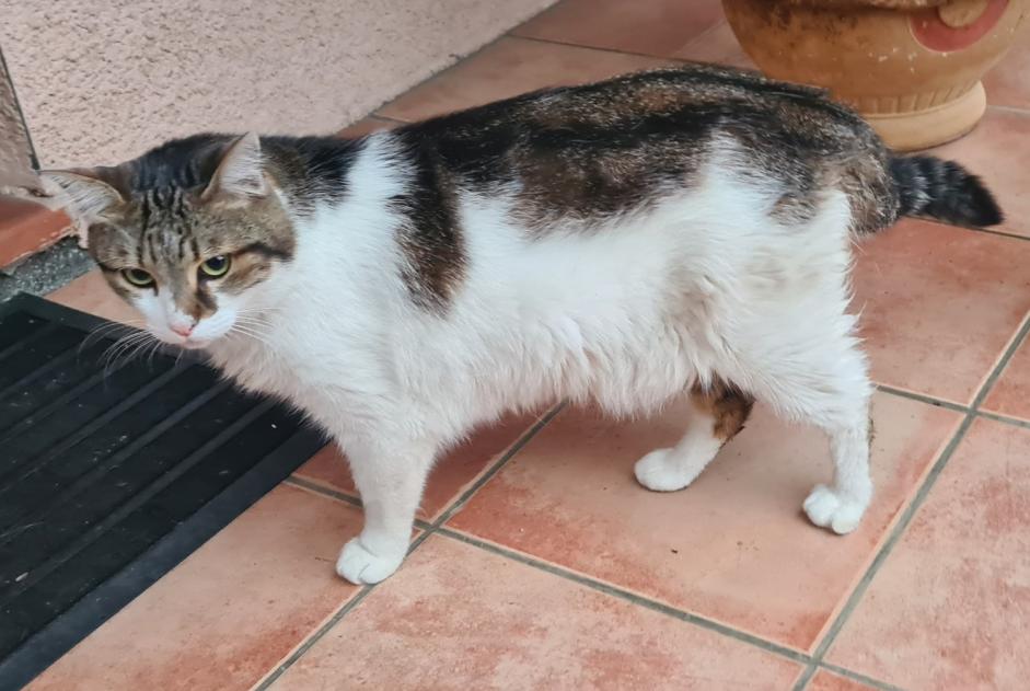 Alerta de Desaparición Gato Macho , 6 años Saint-Alban Francia