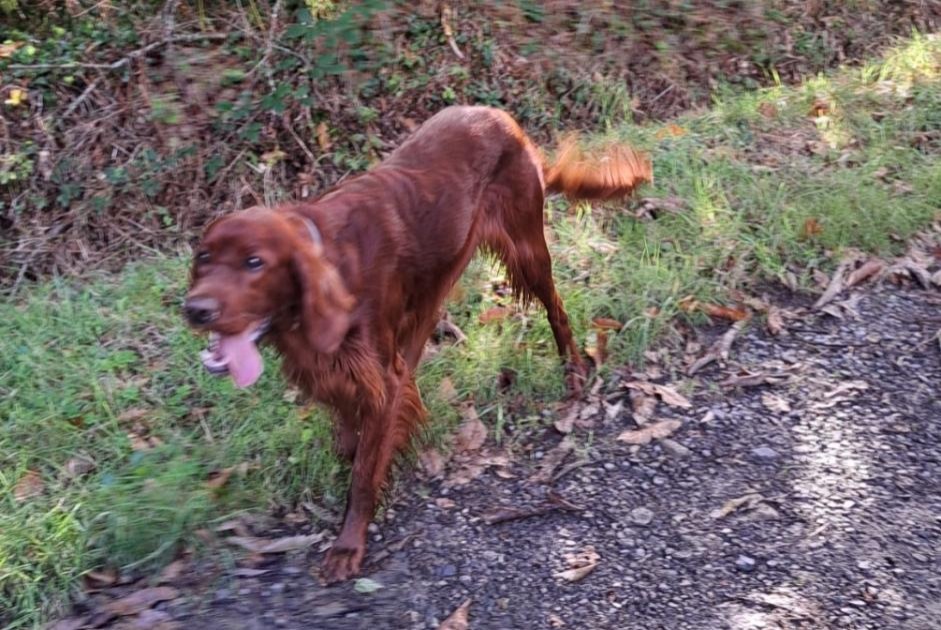 Alerta de Hallazgo Perro  Macho Saint-Germain-sur-Ay Francia