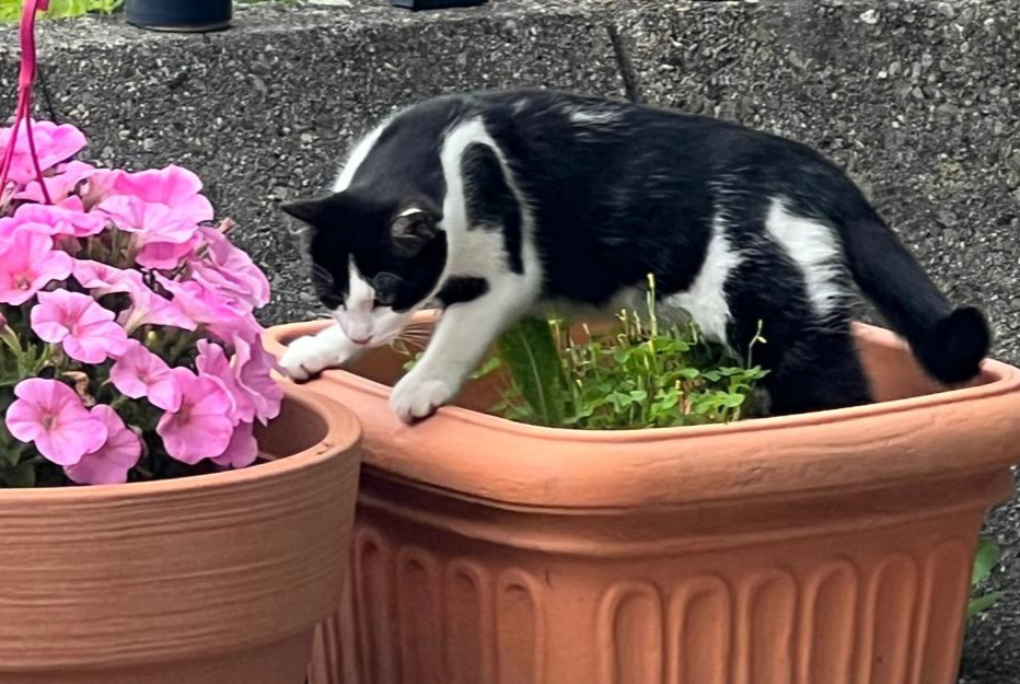 Alerta de Desaparición Gato  Hembra , 1 años Bex Suiza