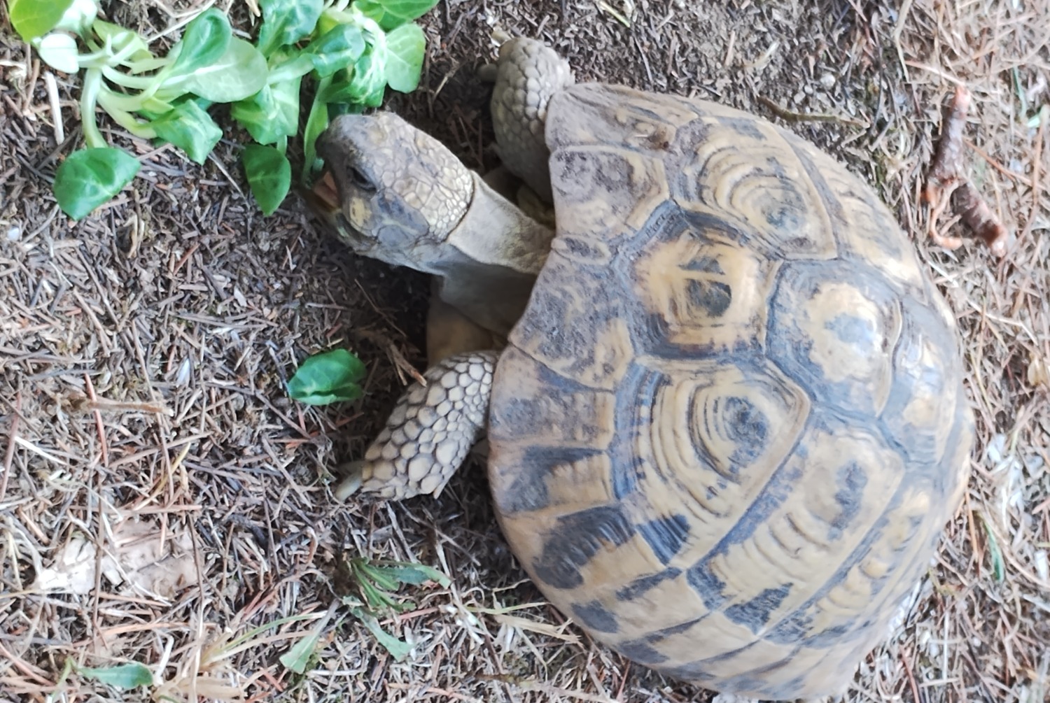 Alerta de Desaparición Tortuga Hembra , 2024 años Parignargues Francia