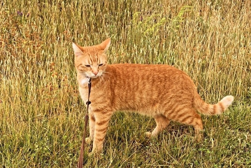 Alerta de Desaparición Gato Macho , 3 años Billère Francia