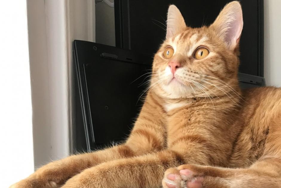 Alerta de Desaparición Gato Macho , 3 años Billère Francia