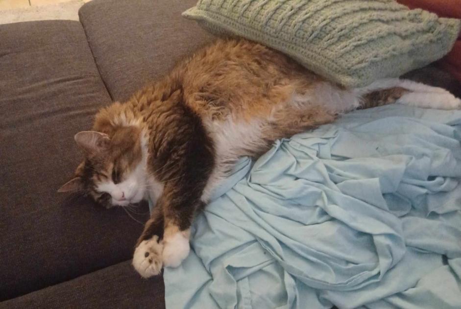 Alerta de Desaparición Gato cruce Hembra , 8 años Ans Bélgica