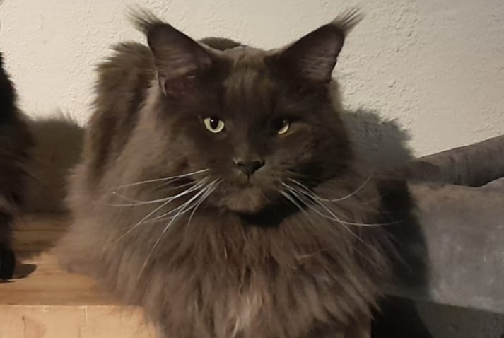 Alerta de Desaparición Gato  Macho , 3 años Vorselaar Bélgica